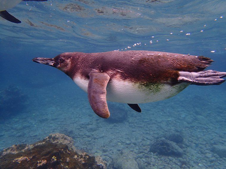 Penguin swimming underwater during private snorkeling excursion in Galapagos Islands