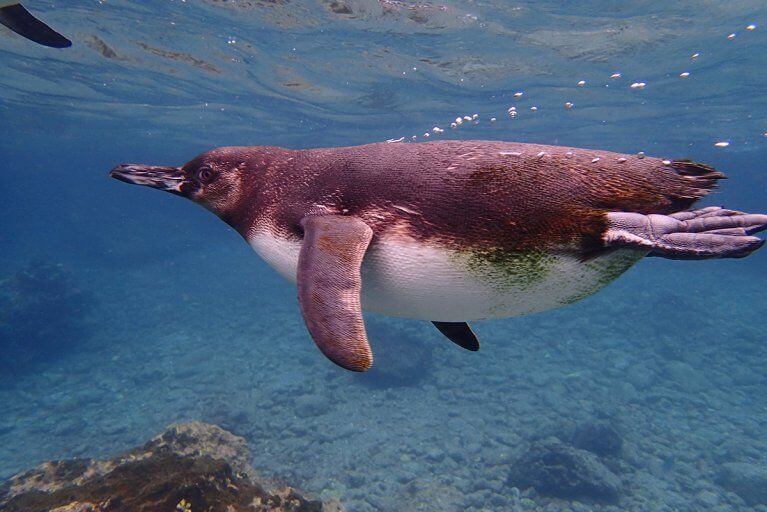 Penguin swimming underwater during private snorkeling excursion in Galapagos Islands