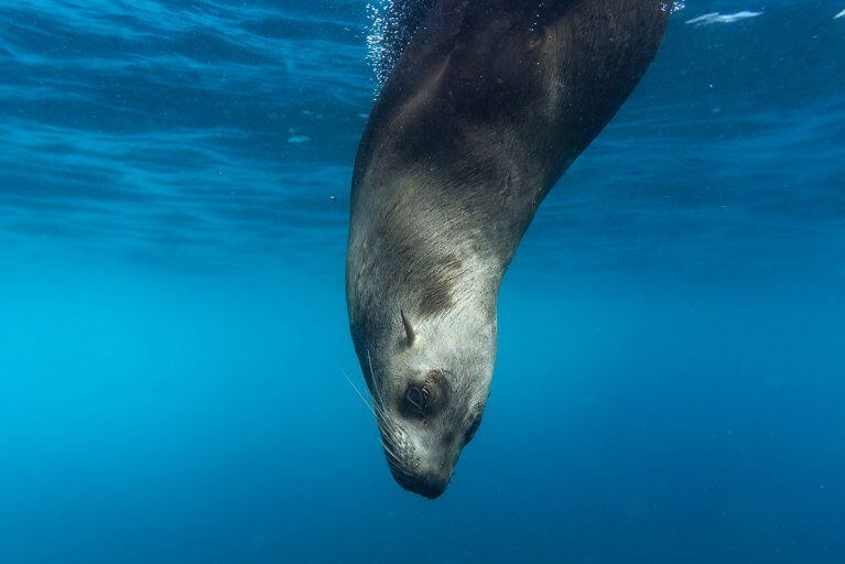 Closeup of sea lion diving in the water in the Galapagos Islands during private diving experience
