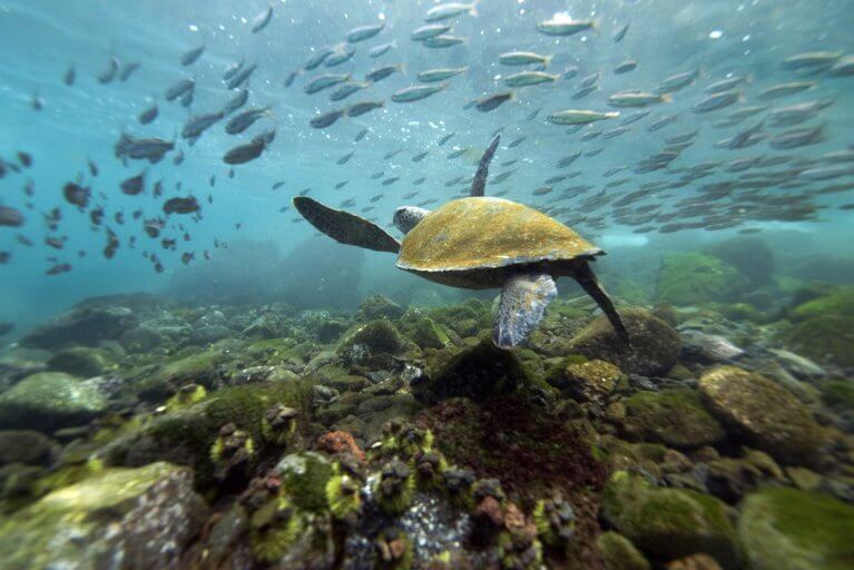 Sea turtle swimming underwater surrounded by fish during private diving excursion in the Galapagos Islands