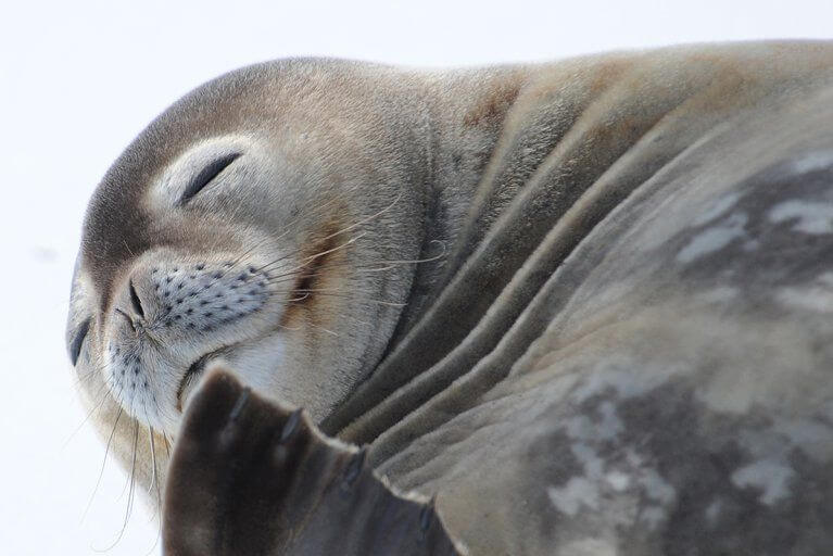 Close-up shot of a seal sleeping in Antarctica