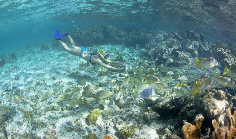 Snorkelling excursion in a lively reef with tropical fish and coral during a Belize luxury tour