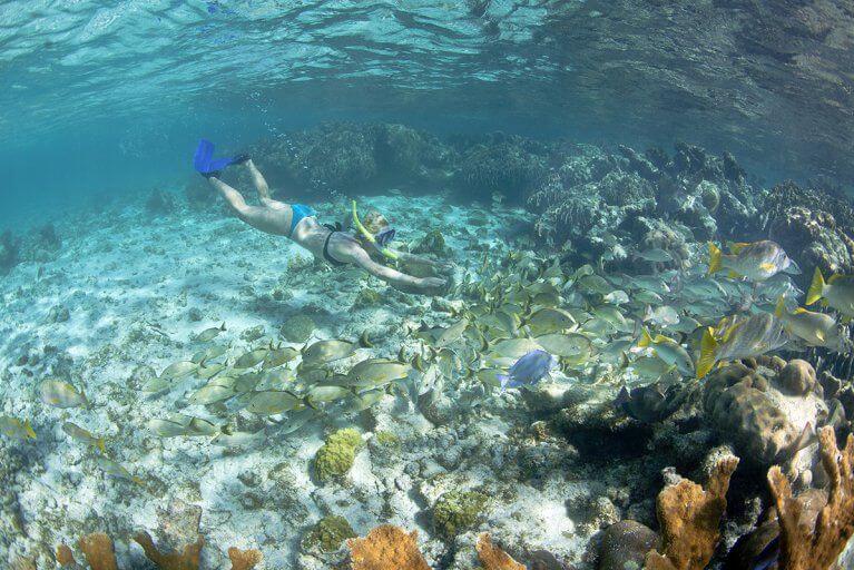Snorkelling excursion in a lively reef with tropical fish and coral during a Belize luxury tour