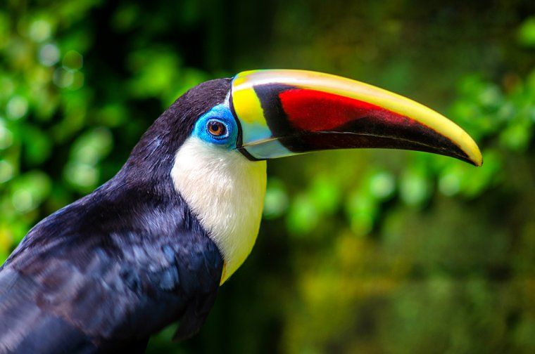 Closeup of a tropical toucan with a colorful beak