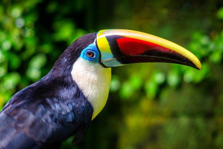 Closeup of a tropical toucan with a colorful beak
