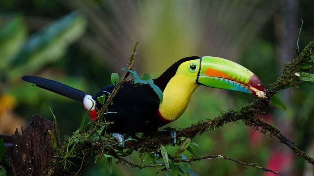 National Parks in Latin America: Experience Extraordinary Wildlife
