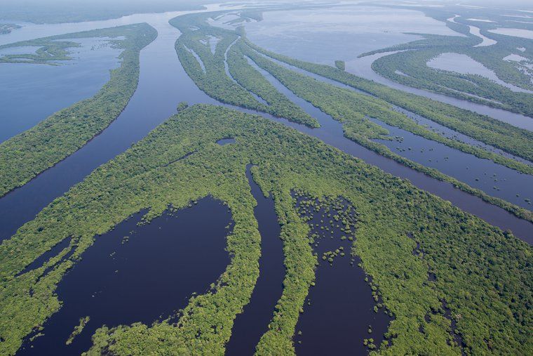 Aerial view of Amazon river with vegetation