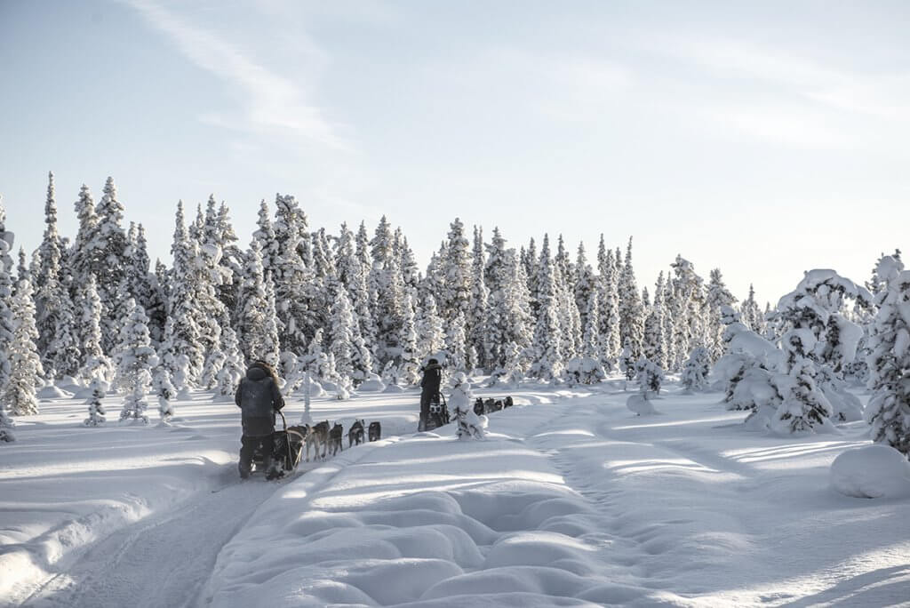 Two men dogsledding through a landscape of snow-covered trees