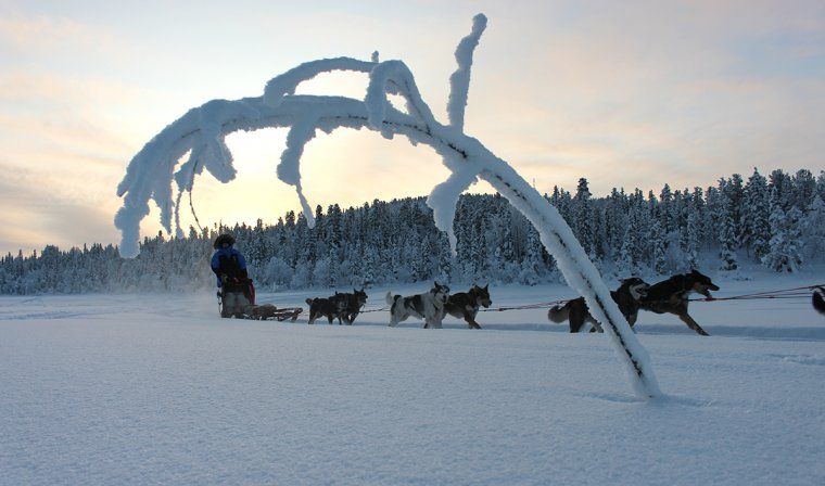 Dogsled team pulling a sled through a snowy forest clearing at dusk in Sweden