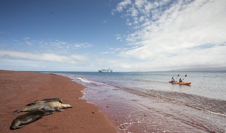 Couple kayaks near red sand beach with four sleeping sea lions in Galapagos Islands