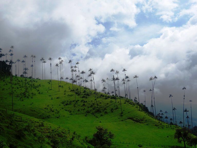 Wax palms on a green hill in Coffee Region in Colombia