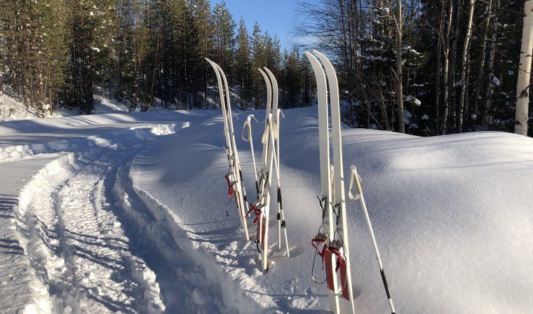 Skis resting vertically in a snowbank in the woods