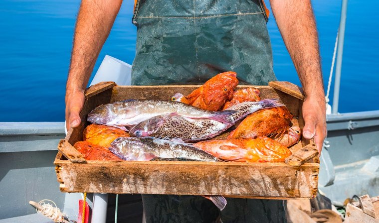 Fisherman holding fresh fish caught during fishing trip in Crete in Greece