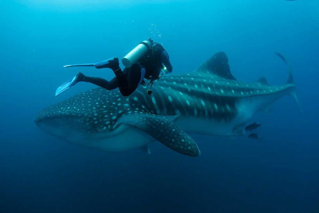 How To Explore The Galapagos Islands In Private