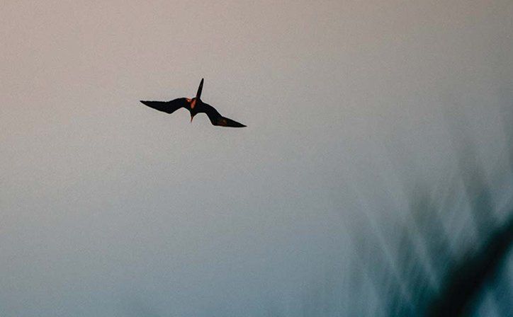 Bird flying over Islas Secas in Panama