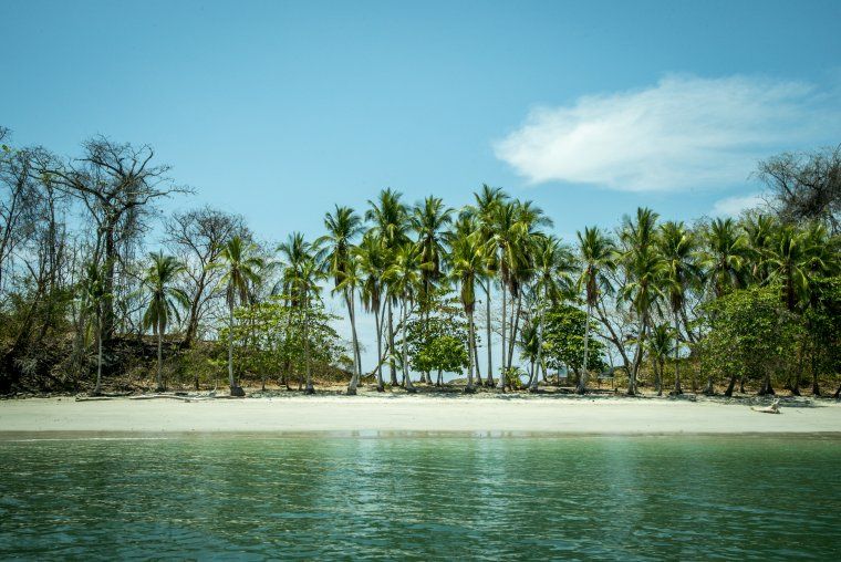 Isla Palenque Beach Fringed With Palm Trees