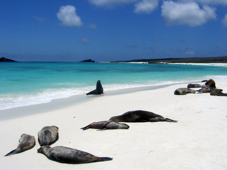 Sealions on the beach in the Galapagos Islands