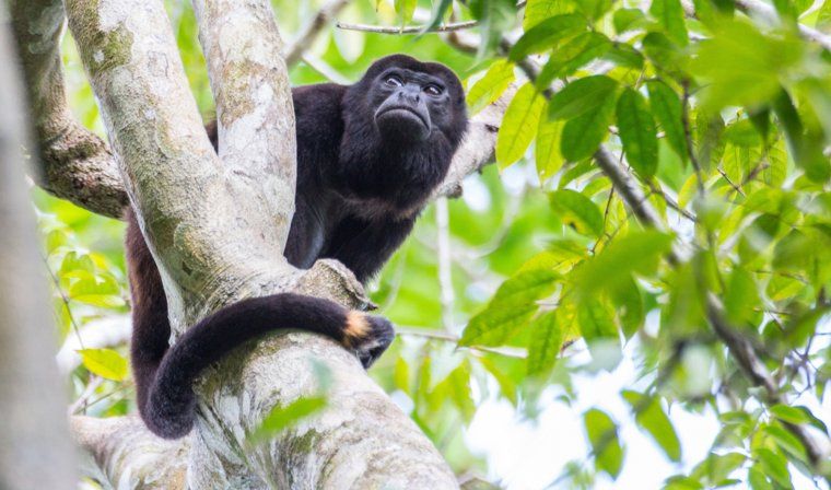 Howler monkey in the rainforest of private island on Pacific coast of Panama