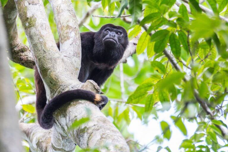 Howler monkey in the rainforest of private island on Pacific coast of Panama