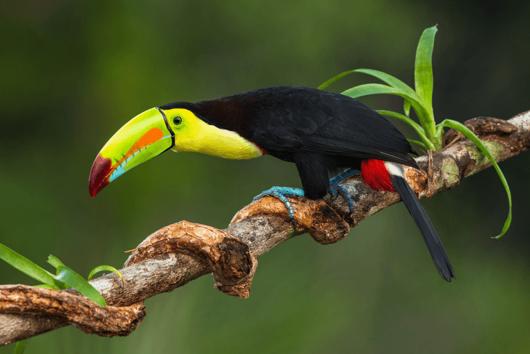 Bright Toucan in jungle on Pacific coast of Panama