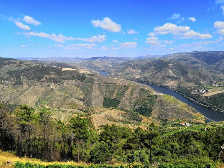 Aerial view of terraced vineyards in Douro Valley in Portugal
