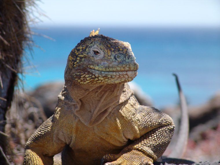 Yellow Land Iguana by the sea in the Galapagos Islands