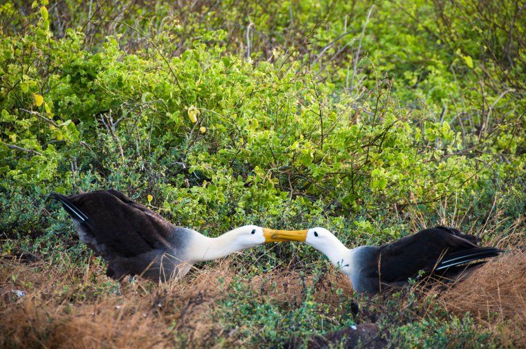 Two Waved Albatross courting in the Galapagos Islands