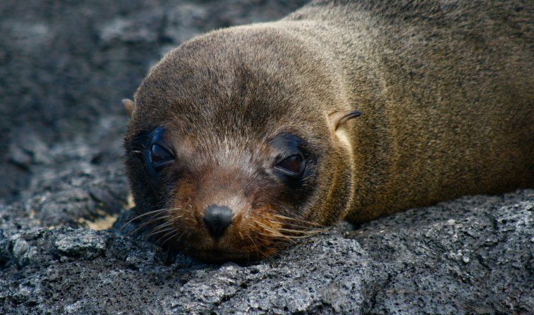 Fur Seal sleeping in the Galapagos Islands
