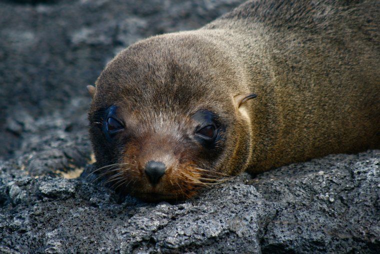 Fur Seal sleeping in the Galapagos Islands