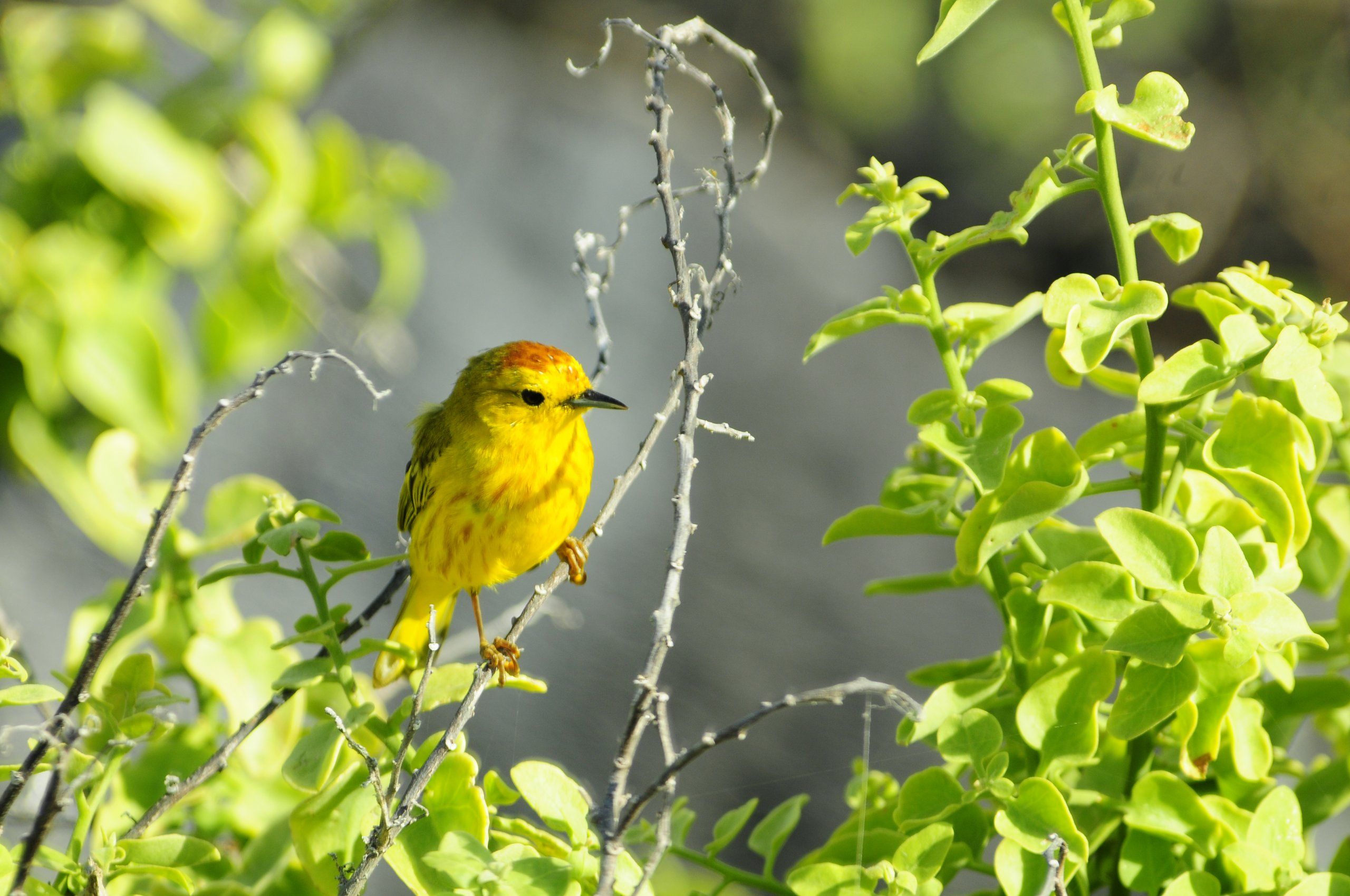 Migratory bird in the Galapagos Islands during birdwatching wildlife tour