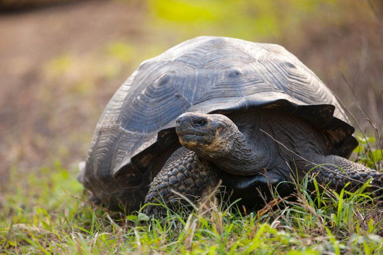 Giant Land Tortoise in the Galapagos Islands