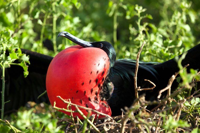 Great Frigatebird puffing its red chest in mating ritual