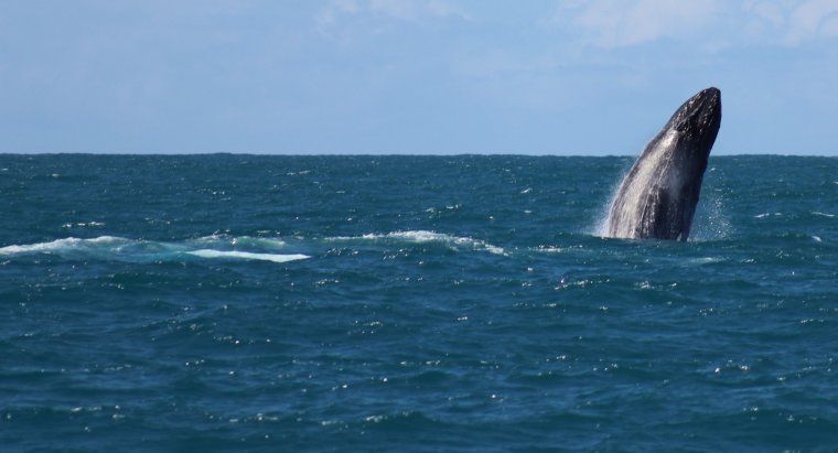 Humpack Whale jumping out of the water during private Galapagos Islands wildlife tour