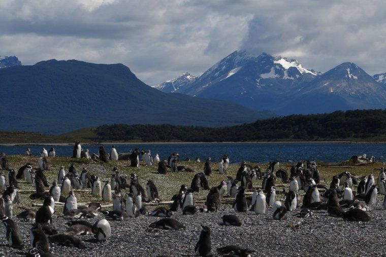 Penguin colony near mountain along the coast of the Beagle Channel in Patagonia