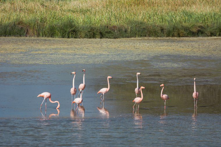 Group of flamingos in the water in the Galapagos Islands