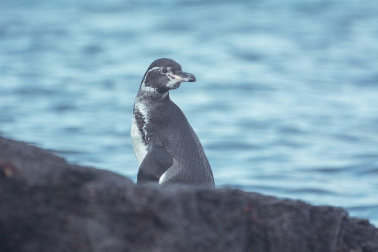 One Galapagos Penguin by the sea in the Galapagos Islands