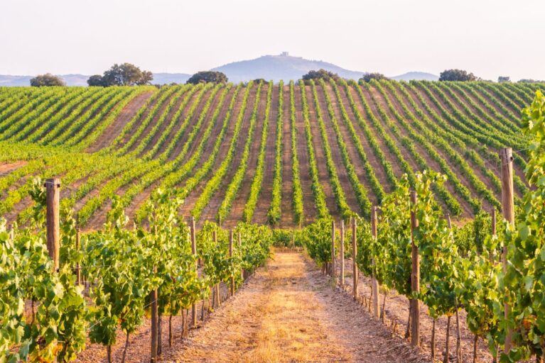 A vineyard in Alentejo with the mountains in the background