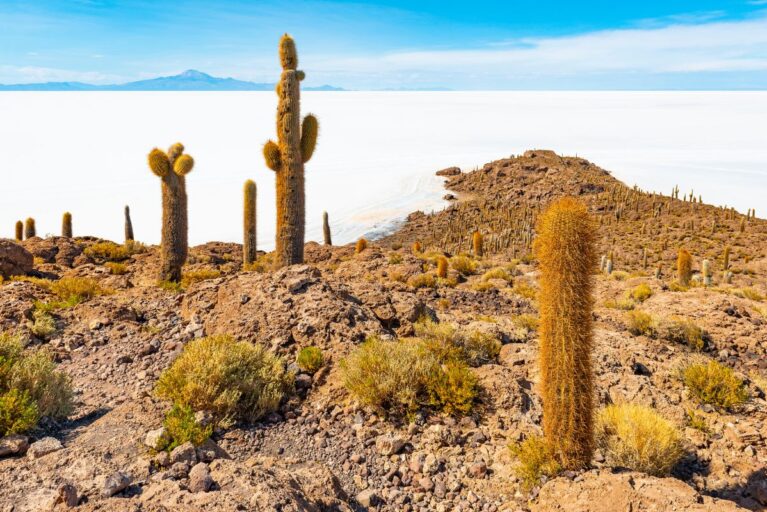 A photo of cacti in the salt flats in Bolivia