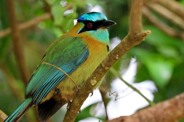 A Whooping Motmot bird perched in the Panama jungle
