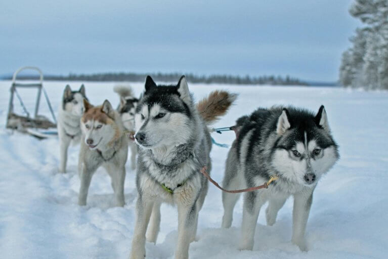 Dog sledding excursion in Alta during winter tour to Northern Norway