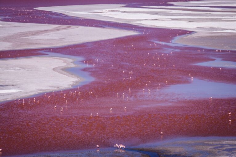 An aerial view of flamingos in a red lagoon in Uyuni