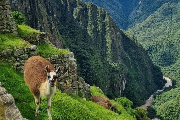 Llama in the Andean Mountains along the Inca Trail to Machu Picchu