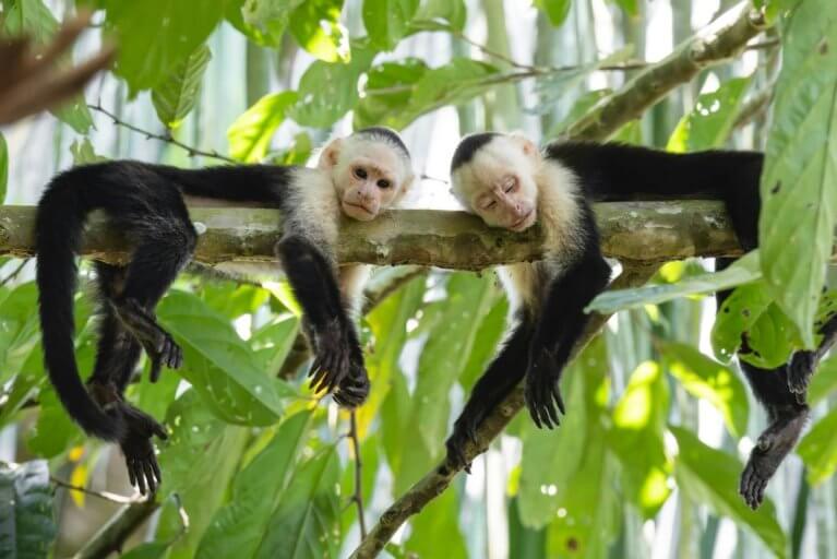 Two small monkeys resting on the trees in the jungle in Panama