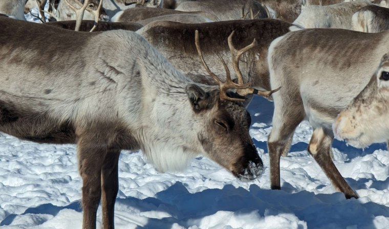 A herd of reindeer preparing for sledding adventure to an indigenous Sami community in Northern Norway