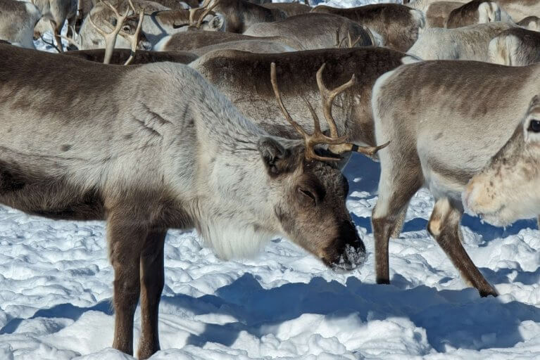 A herd of reindeer preparing for sledding adventure to an indigenous Sami community in Northern Norway