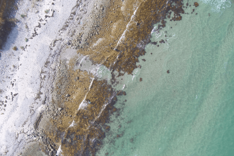 Aerial view of Copenhagen's coast during seaweed safari