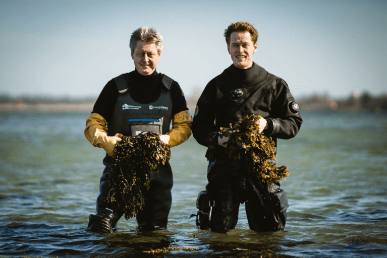 Two local seaweed experts hosting a private seaweed safari in Denmark