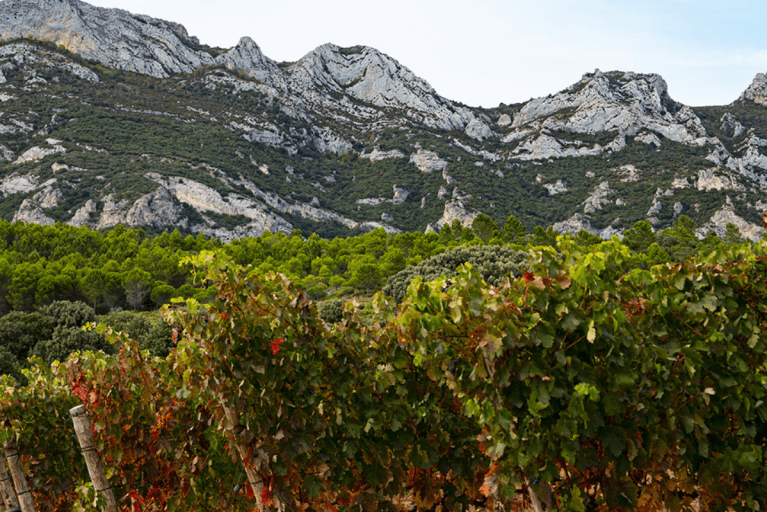 Green vineyards contrast against mountainous landscapes in La Rioja