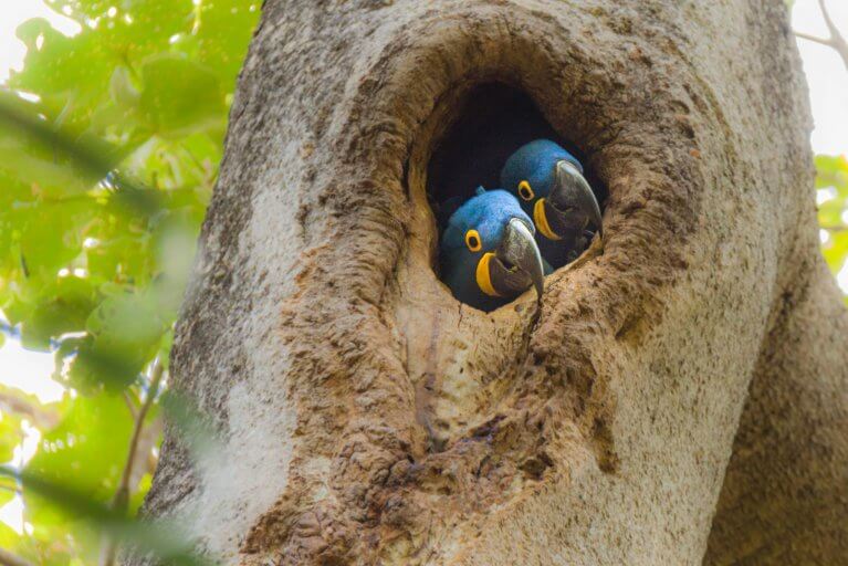 Two Hyacinth Macaws in a tree in the Pantanal in Brazil