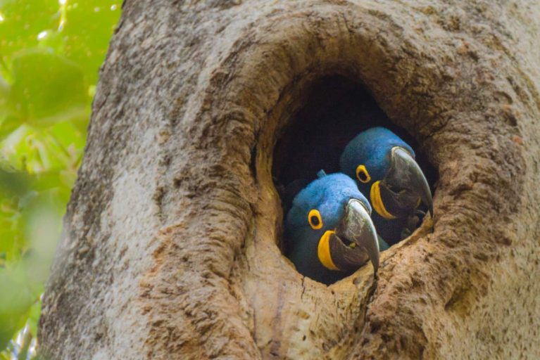Two Hyacinth Macaws in a tree in the Pantanal in Brazil